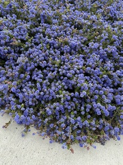 Ceanothus dentatus