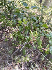 Arctostaphylos hookeri