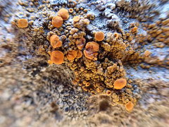 Polycauliona bolacina