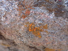 Polycauliona bolacina