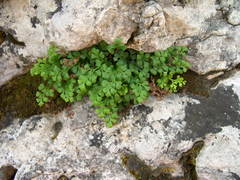 Asplenium ruta-muraria dolomiticum