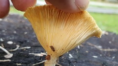 Lentinus sajor-caju