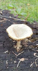 Lentinus sajor-caju