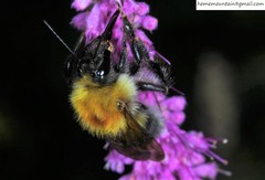 Bombus consobrinus