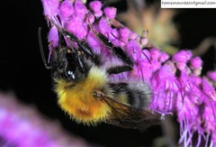 Bombus consobrinus