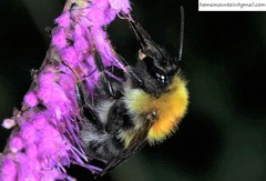 Bombus consobrinus