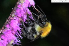 Bombus consobrinus