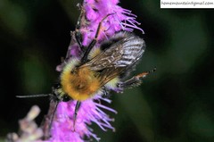 Bombus consobrinus