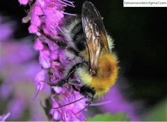 Bombus consobrinus