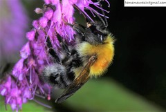 Bombus consobrinus