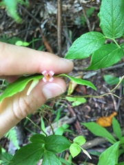 Vaccinium erythrocarpum
