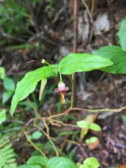 Vaccinium erythrocarpum