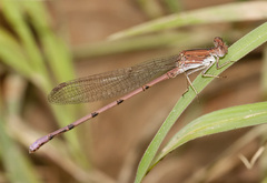 Argia pallens