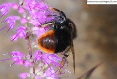 Bombus coreanus