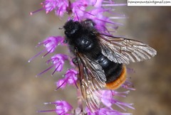 Bombus coreanus