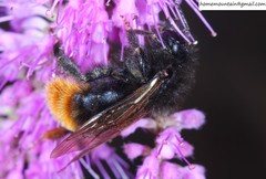 Bombus coreanus