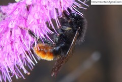 Bombus coreanus