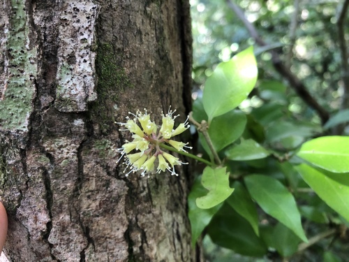 forest geebung (Pisonia silvatica)