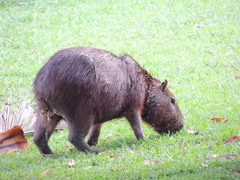 Hydrochoerus hydrochaeris