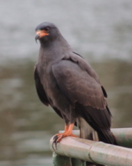 Rostrhamus sociabilis