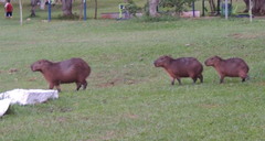 Hydrochoerus hydrochaeris