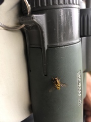 Metasyrphus