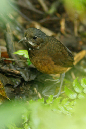 Grallaria alleni