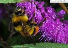 Bombus ignitus