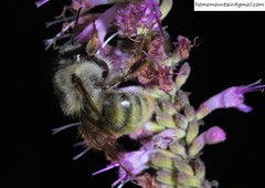 Bombus picipes