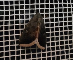 Micrathetis canifimbria