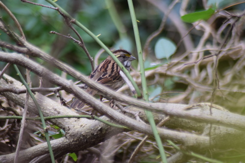 White-throated Sparrow photographed in Delaware