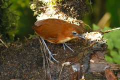 Grallaria flavotincta