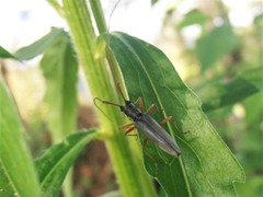 Grammopsoides