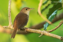 Troglodytes aedon beani