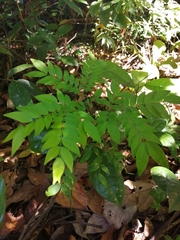 Albizia adinocephala