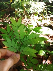 Albizia adinocephala