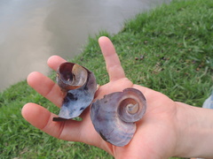 Pomacea canaliculata