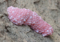 Pomacea canaliculata