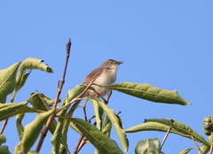 Prinia sylvatica