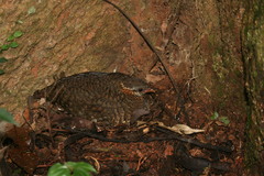 Tropicoperdix chloropus