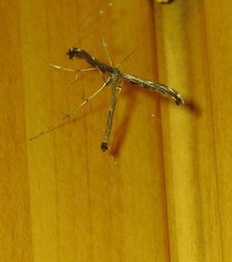 Tetraschalis arachnodes