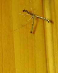 Tetraschalis arachnodes