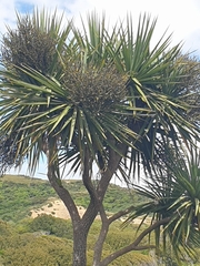 Cordyline australis