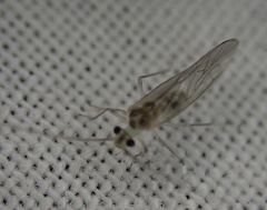Stenopsocus