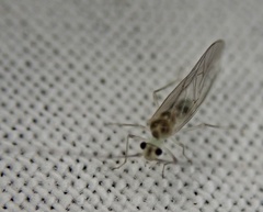 Stenopsocus