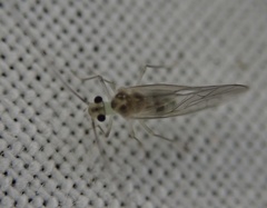 Stenopsocus