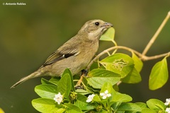 Spindalis zena benedicti