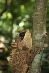 Acanthosaura cardamomensis
