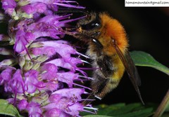 Bombus opulentus