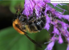 Bombus opulentus